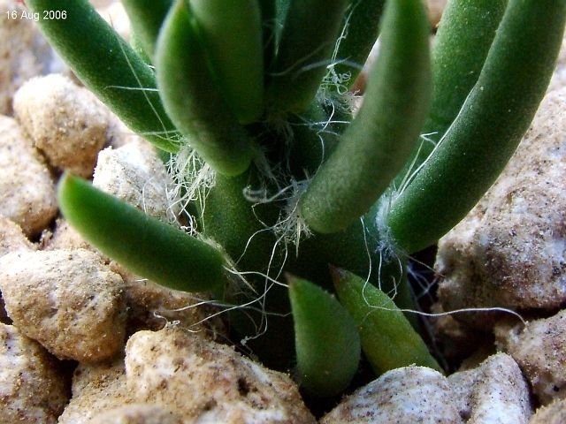 Austrocylindropuntia _subulata _03